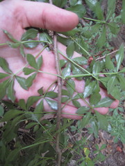 Eleutherococcus sieboldianus