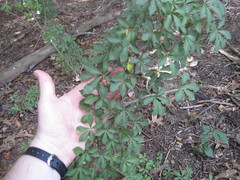 Eleutherococcus sieboldianus