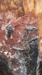 Chalcophora hondurasica