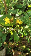 Hypericum perforatum
