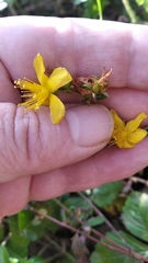 Hypericum perforatum