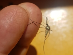 Toxorhynchites rutilus