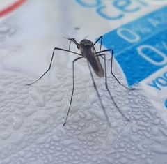 Toxorhynchites rutilus