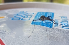 Toxorhynchites rutilus