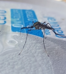 Toxorhynchites rutilus