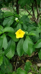 Tabernaemontana glabra