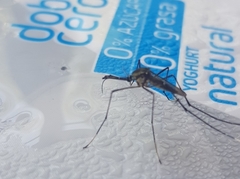 Toxorhynchites rutilus