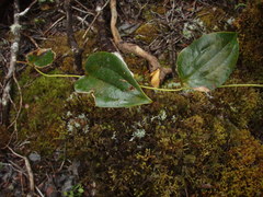 Smilax melastomifolia
