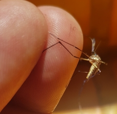 Toxorhynchites rutilus