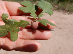 Disholcaspis pruniformis