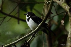 Poecilodryas hypoleuca