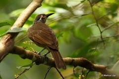 Xanthotis flaviventer