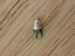 Tracholena sulfurosa