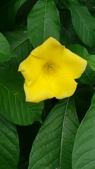 Tabernaemontana glabra