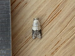 Tracholena sulfurosa