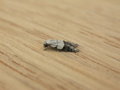 Tracholena sulfurosa