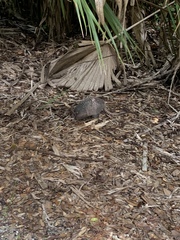 Dasypus novemcinctus image