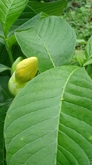 Tabernaemontana glabra