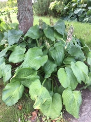 Hosta