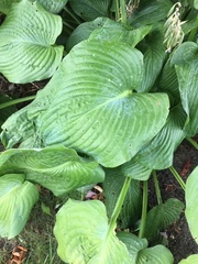 Hosta