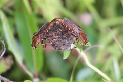 Diogmites basalis
