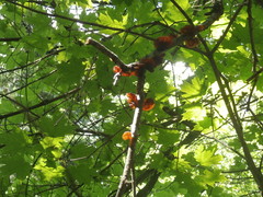 Auricularia auricula-judae
