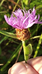 Centaurea jacea