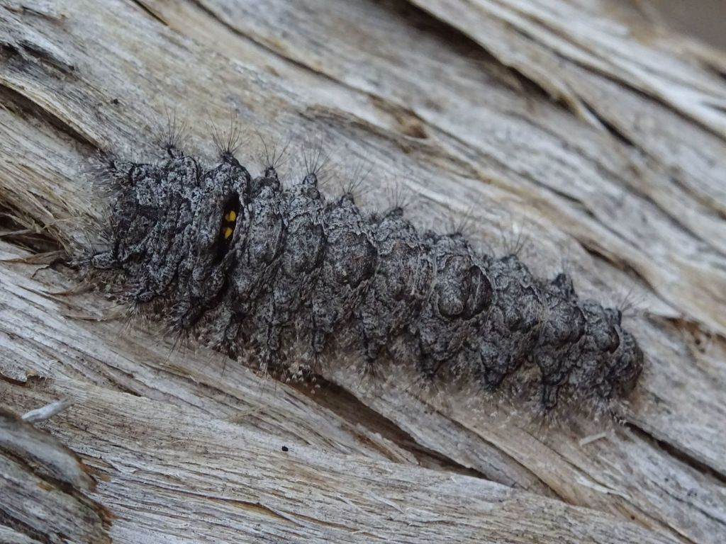 Artace colaria