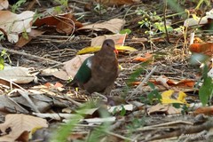 Chalcophaps longirostris