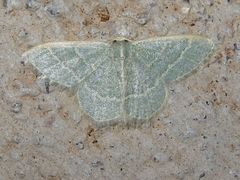 Chlorochlamys appellaria