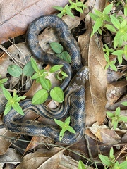 Pituophis lineaticollis