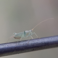 Blepharidopterus provancheri