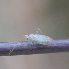 Blepharidopterus provancheri