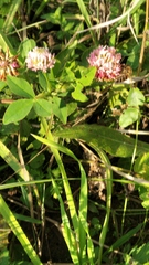 Trifolium hybridum