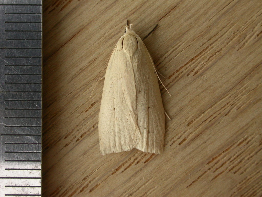 Hylypnes