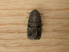 Proteuxoa bistrigula
