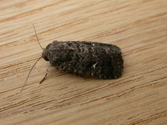 Proteuxoa bistrigula