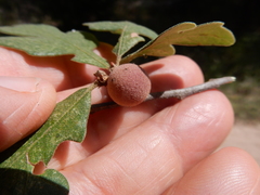 Disholcaspis pruniformis