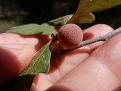 Disholcaspis pruniformis