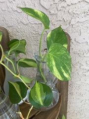 Pothos brassii