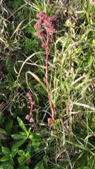 Hylotelephium telephium