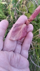 Hylotelephium telephium