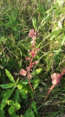 Hylotelephium telephium