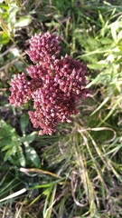 Hylotelephium telephium