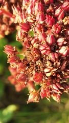 Hylotelephium telephium