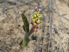 Lachenalia membranacea