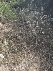 Lonicera hispidula