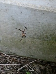 Argiope aurantia