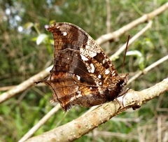 Hypna clytemnestra huebneri
