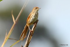 Cincloramphus macrurus